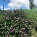 Апартаменты Romantica *